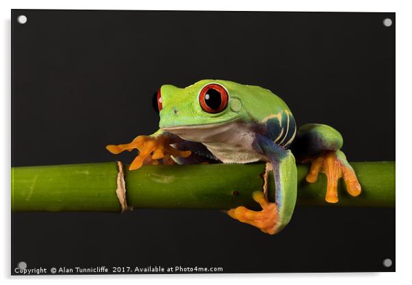 Red-eyed tree frog Acrylic by Alan Tunnicliffe