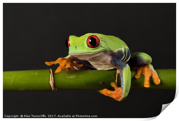 Red-eyed tree frog Print by Alan Tunnicliffe