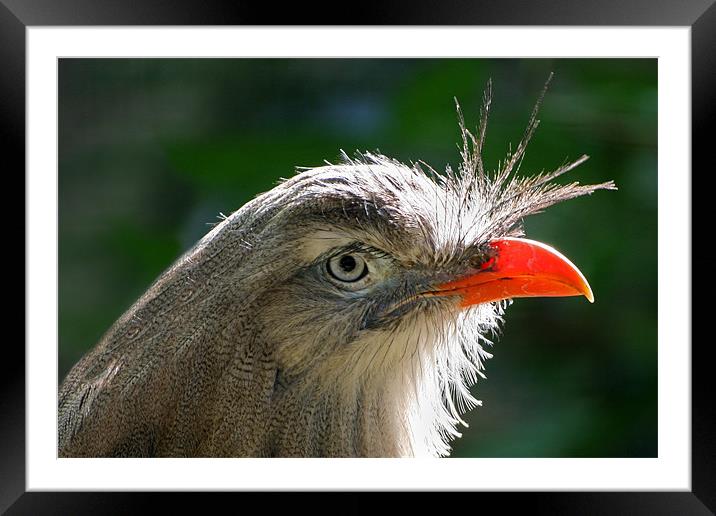 Ped-legged Seriema bird profile close up Framed Mounted Print by Linda More