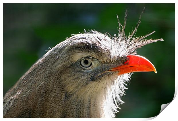 Ped-legged Seriema bird profile close up Print by Linda More