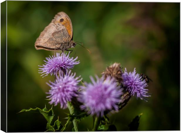 Meadow Brown Canvas Print by Jonathan Thirkell