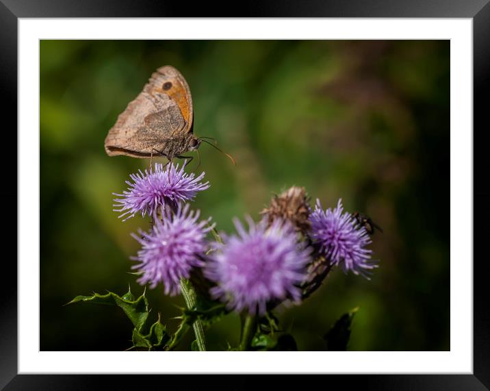 Meadow Brown Framed Mounted Print by Jonathan Thirkell
