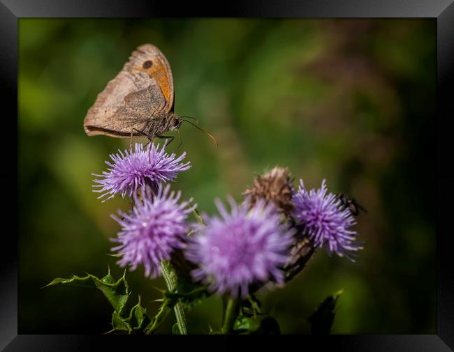 Meadow Brown Framed Print by Jonathan Thirkell
