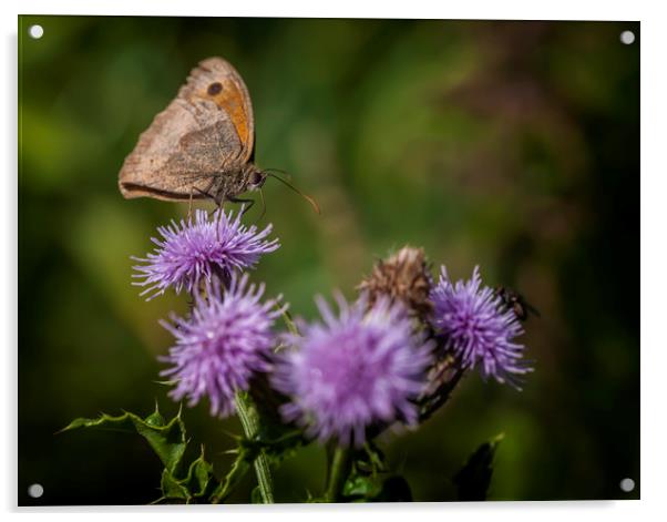 Meadow Brown Acrylic by Jonathan Thirkell