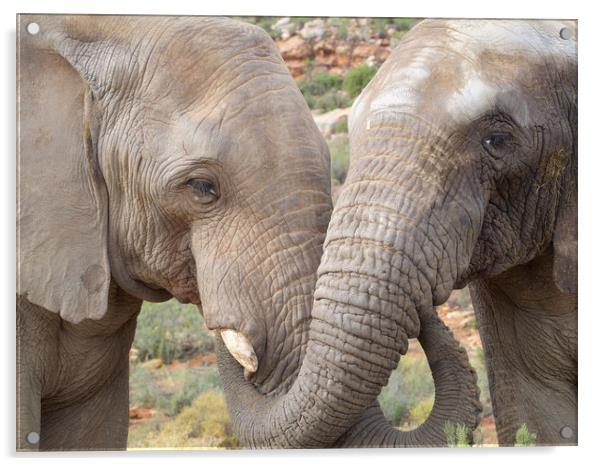 Elephants South Africa        Acrylic by mark humpage