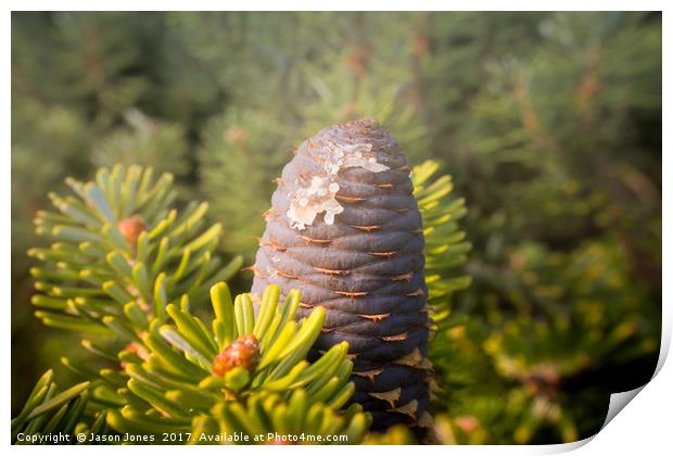 Coniferous tree branch Print by Jason Jones