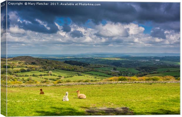 Alpacas with a view Canvas Print by Mary Fletcher