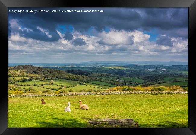 Alpacas with a view Framed Print by Mary Fletcher