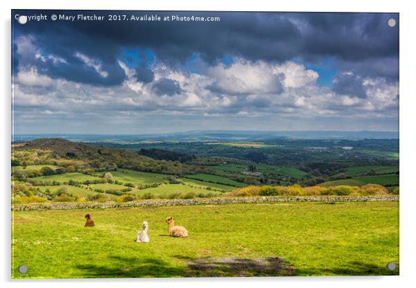 Alpacas with a view Acrylic by Mary Fletcher