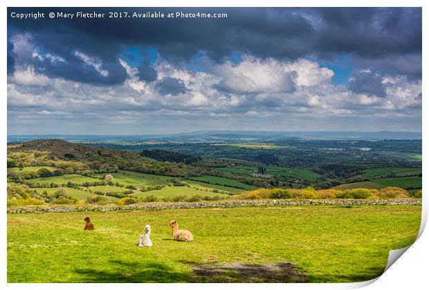 Alpacas with a view Print by Mary Fletcher
