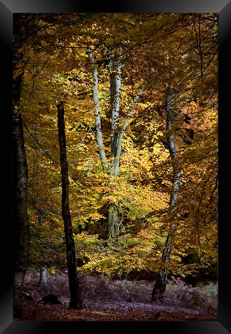 Autumn Jewel Framed Print by Ann Garrett