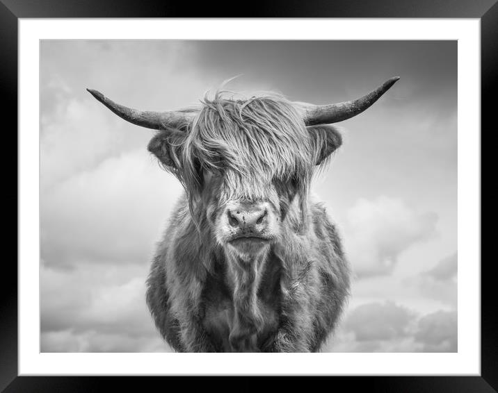 Highland Cow Framed Mounted Print by Sue MacCallum- Stewart