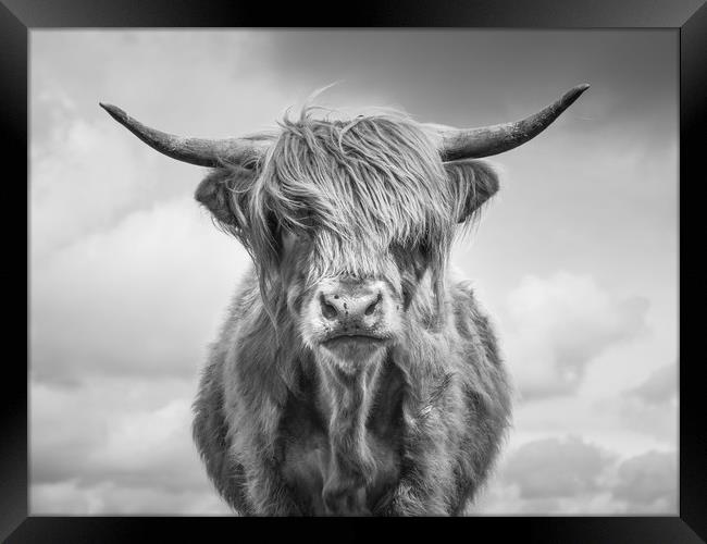 Highland Cow Framed Print by Sue MacCallum- Stewart
