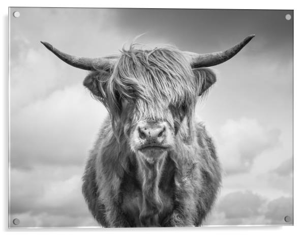 Highland Cow Acrylic by Sue MacCallum- Stewart