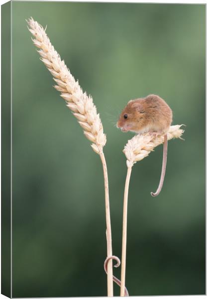1 mouse, 2 tails... Canvas Print by Sue MacCallum- Stewart