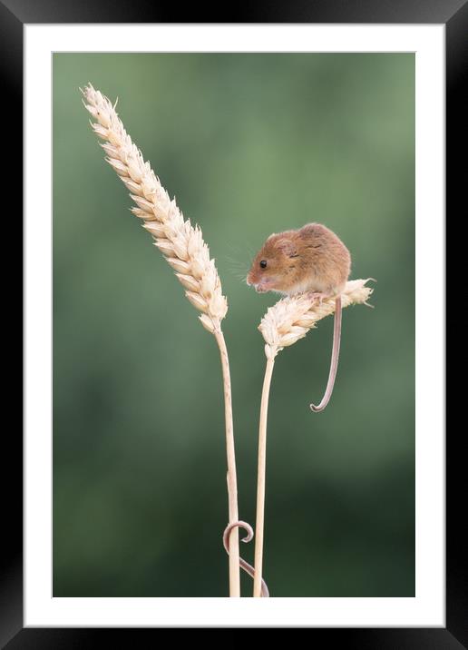 1 mouse, 2 tails... Framed Mounted Print by Sue MacCallum- Stewart