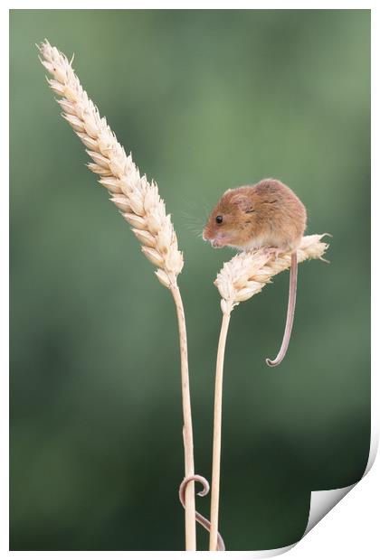 1 mouse, 2 tails... Print by Sue MacCallum- Stewart