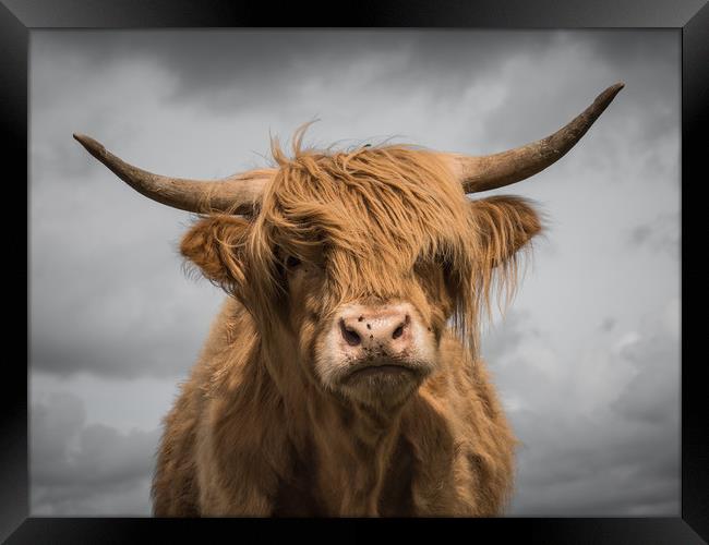 Highland Cow Framed Print by Sue MacCallum- Stewart