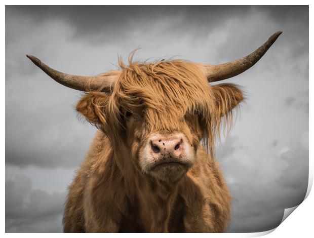 Highland Cow Print by Sue MacCallum- Stewart