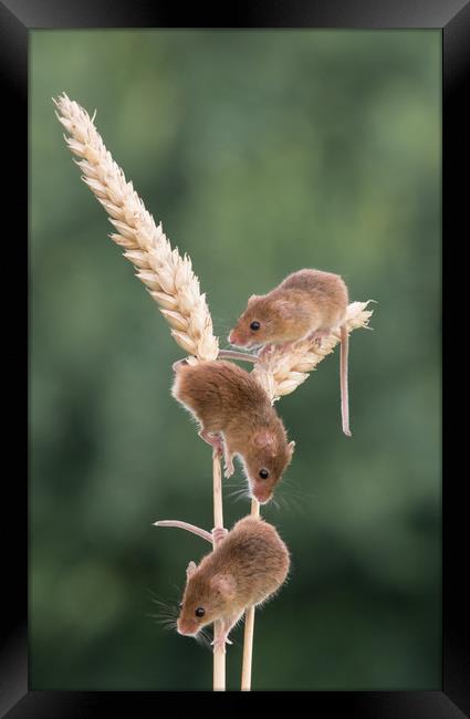 Three Harvest Mice Framed Print by Sue MacCallum- Stewart