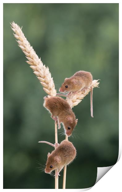 Three Harvest Mice Print by Sue MacCallum- Stewart
