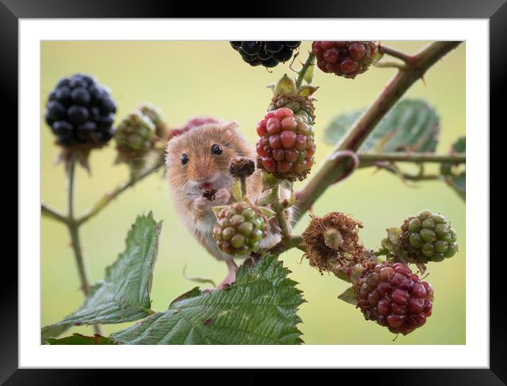 Harvest Mouse Framed Mounted Print by Sue MacCallum- Stewart