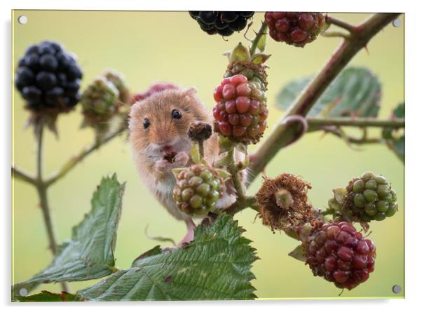 Harvest Mouse Acrylic by Sue MacCallum- Stewart