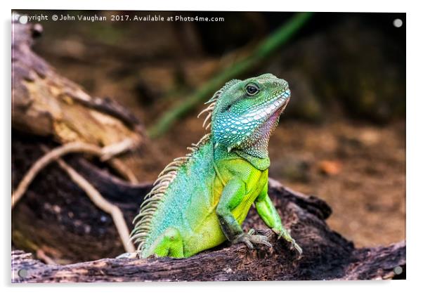 Green Iguana Acrylic by John Vaughan
