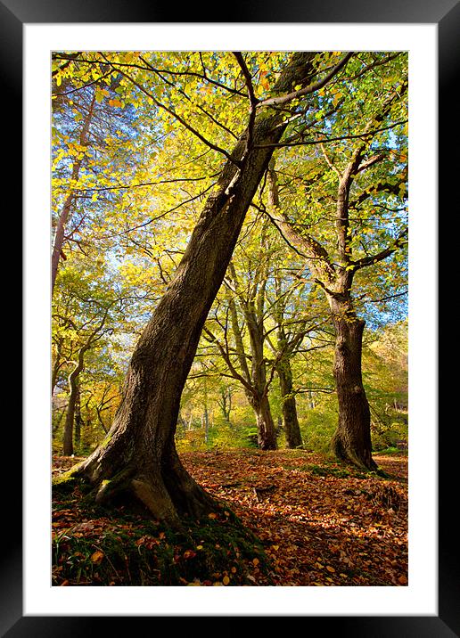 Autumnal Cong Burn Woodland Framed Mounted Print by David Lewins (LRPS)