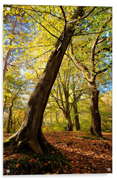 Autumnal Cong Burn Woodland Acrylic by David Lewins (LRPS)