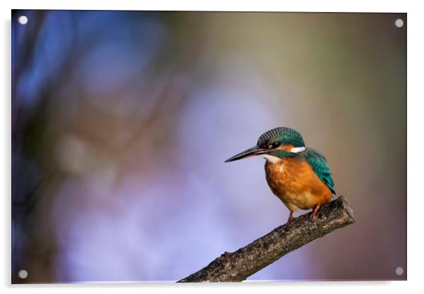 Kingfisher Acrylic by John Finney