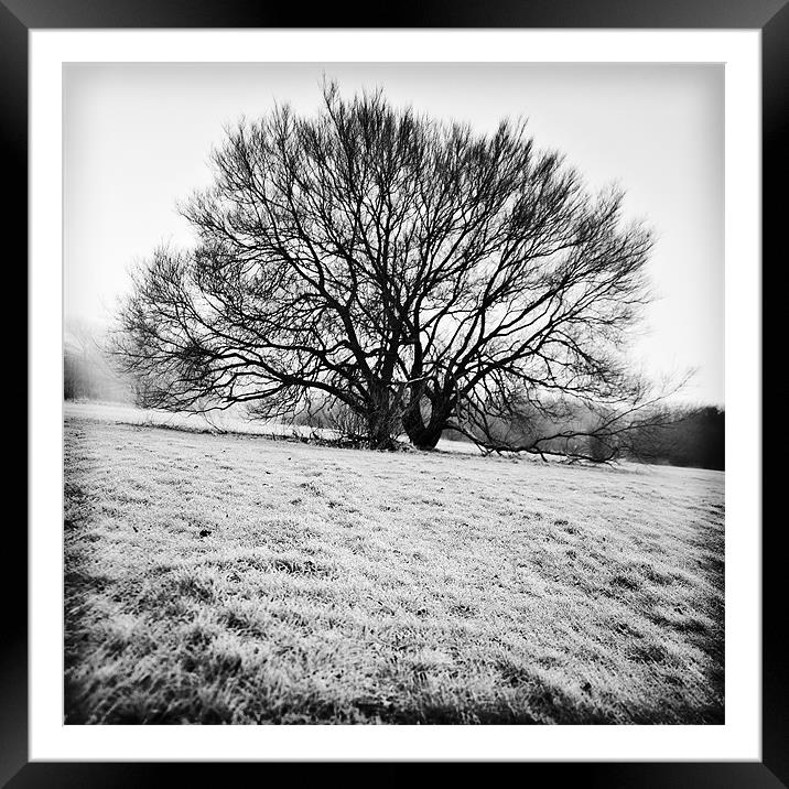 Winter tree Framed Mounted Print by Stephen Mole