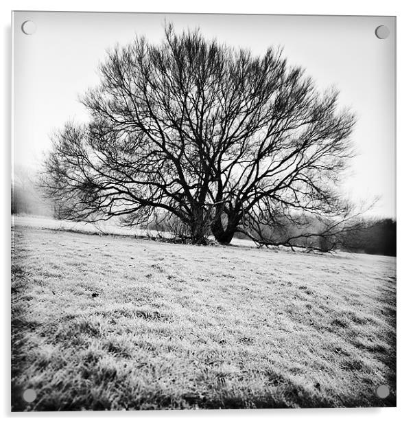 Winter tree Acrylic by Stephen Mole