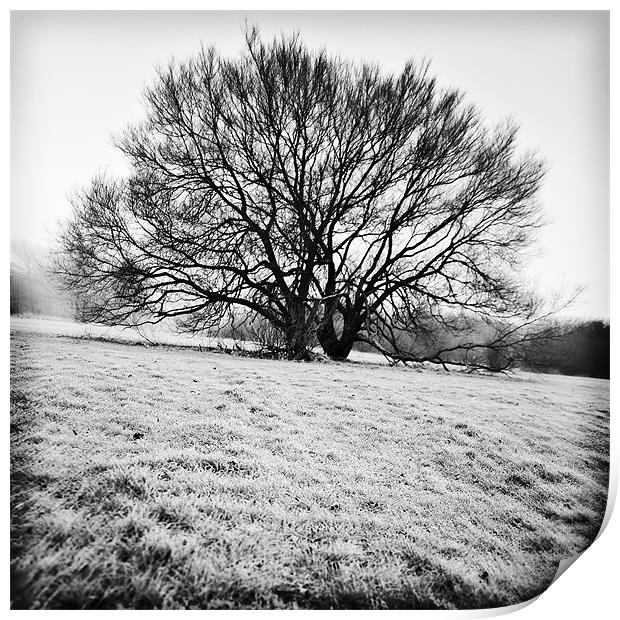 Winter tree Print by Stephen Mole
