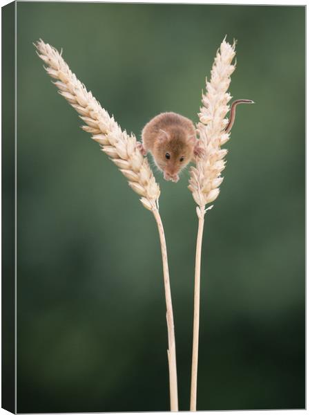Balancing between the wheat Canvas Print by Sue MacCallum- Stewart