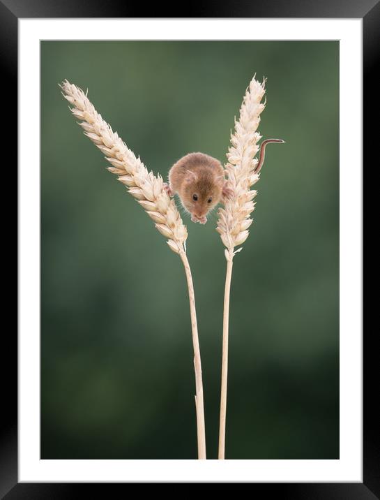 Balancing between the wheat Framed Mounted Print by Sue MacCallum- Stewart