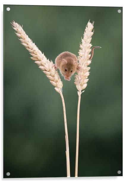 Balancing between the wheat Acrylic by Sue MacCallum- Stewart