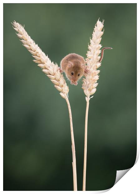 Balancing between the wheat Print by Sue MacCallum- Stewart