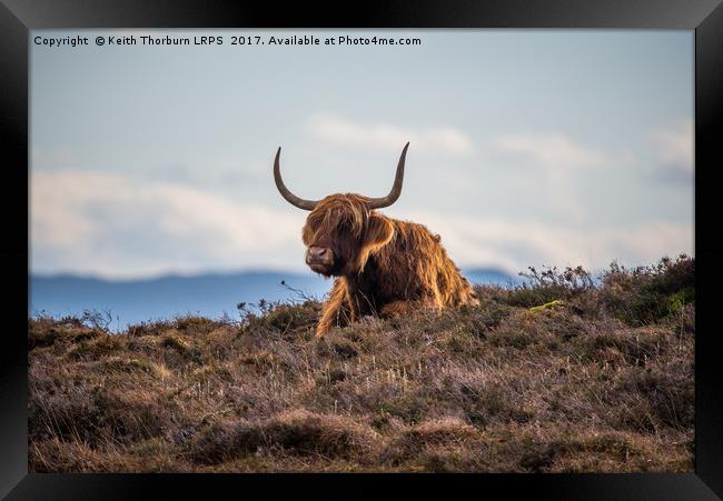 Highland Cow Framed Print by Keith Thorburn EFIAP/b