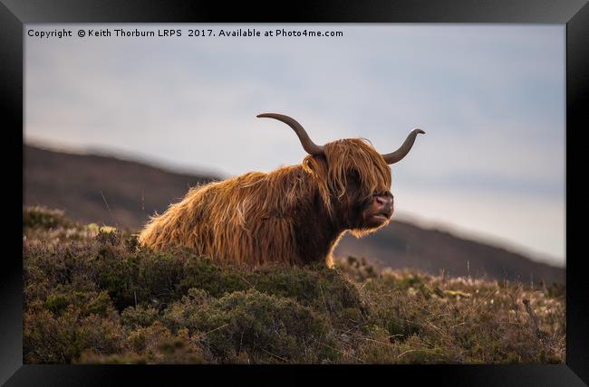 Highland Cow Framed Print by Keith Thorburn EFIAP/b