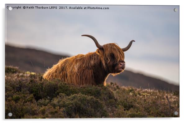 Highland Cow Acrylic by Keith Thorburn EFIAP/b