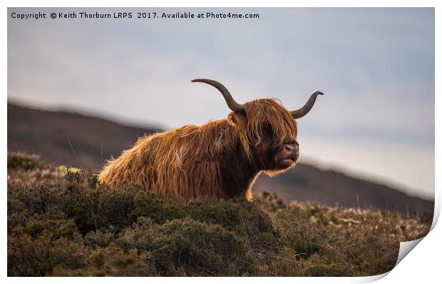 Highland Cow Print by Keith Thorburn EFIAP/b