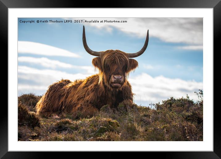 Highland Cow Framed Mounted Print by Keith Thorburn EFIAP/b