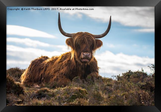 Highland Cow Framed Print by Keith Thorburn EFIAP/b