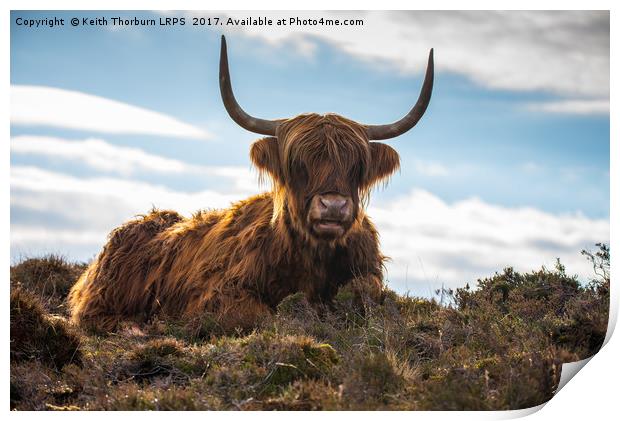Highland Cow Print by Keith Thorburn EFIAP/b