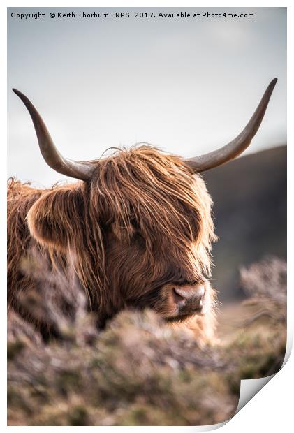 Highland Cow Print by Keith Thorburn EFIAP/b