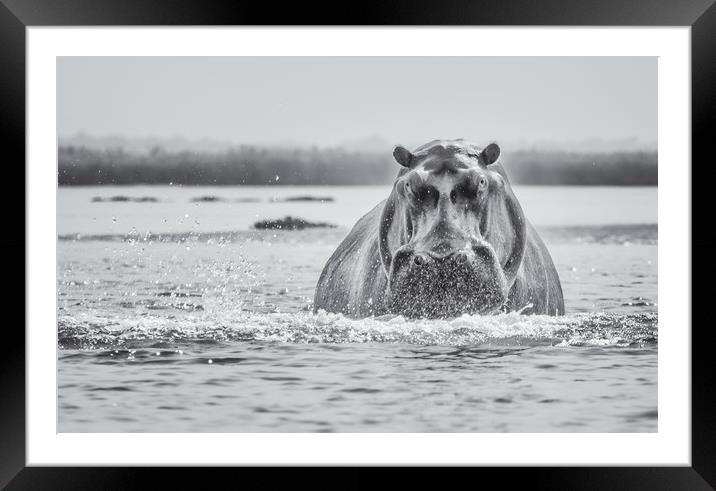 Hippo on the Zambezi Framed Mounted Print by Sue MacCallum- Stewart