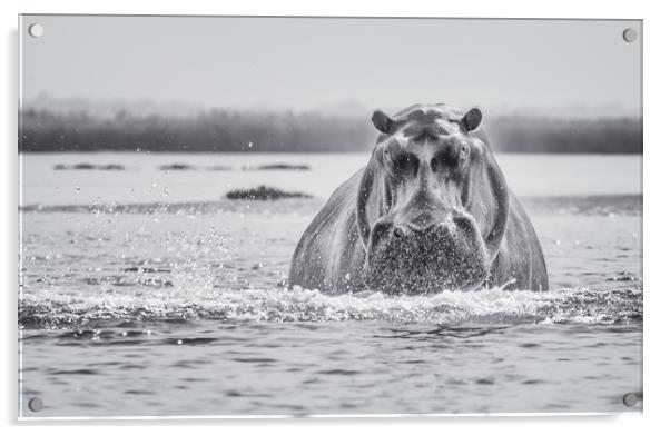 Hippo on the Zambezi Acrylic by Sue MacCallum- Stewart