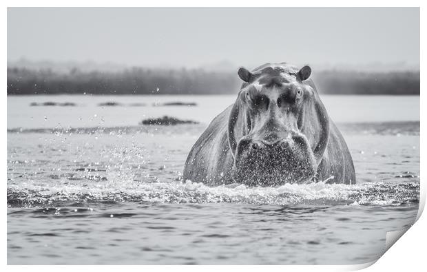 Hippo on the Zambezi Print by Sue MacCallum- Stewart
