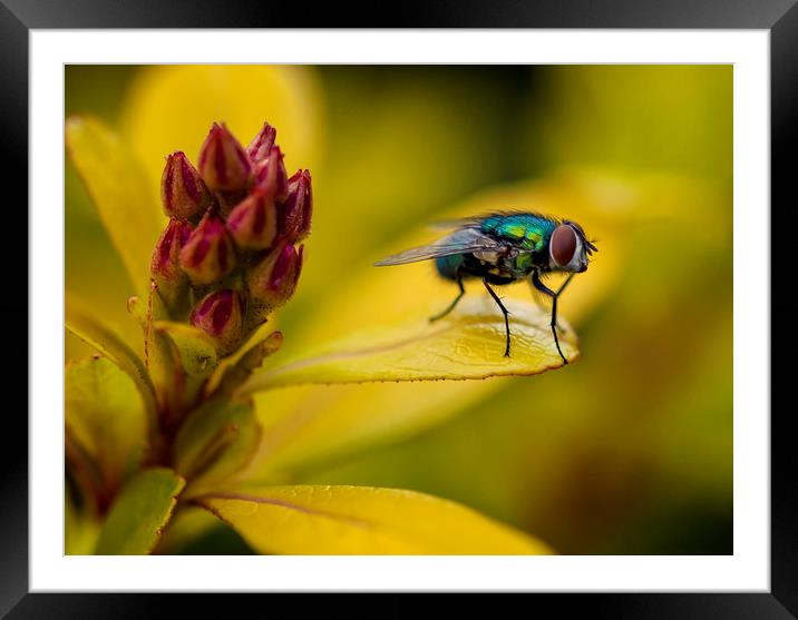 Ready To Fly Framed Mounted Print by Jonathan Thirkell